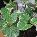 Aralia Balfouriana, Air Purifying & Easy, House Plant Decor in 6" White Pot, Variegated Live Plant Gift, Indoor Plant for Home, Real Plants & Decorative Plants by Plants for Pets