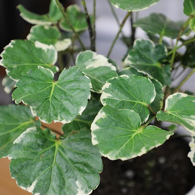 Aralia Balfouriana, Air Purifying & Easy, House Plant Decor in 6" White Pot, Variegated Live Plant Gift, Indoor Plant for Home, Real Plants & Decorative Plants by Plants for Pets
