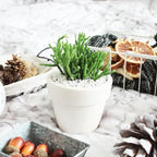 Live Cactus Plants, Fully Rooted 2-inch Cactus Succulent Plants, Rare Varieties for Gift or Home Decoration (Dancing Bones Hatiora Salicornioides Cactus)