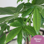 Just Add Ice JA5321 Money Tree in Red & Gold Pottery, Live Indoor Plant, Fully-Rooted, Healthy Leaves, Easy to Grow Gift, Good Luck Wishes, Home Décor Pachira, 5" Diameter, 16" Tall