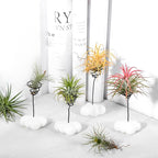 MITIME Air Plant Holder Set of 4,Home Office Desktop Decoration.Air Plant Stand.(Plants not Included) (Plants not Included) (Cloud Shape)