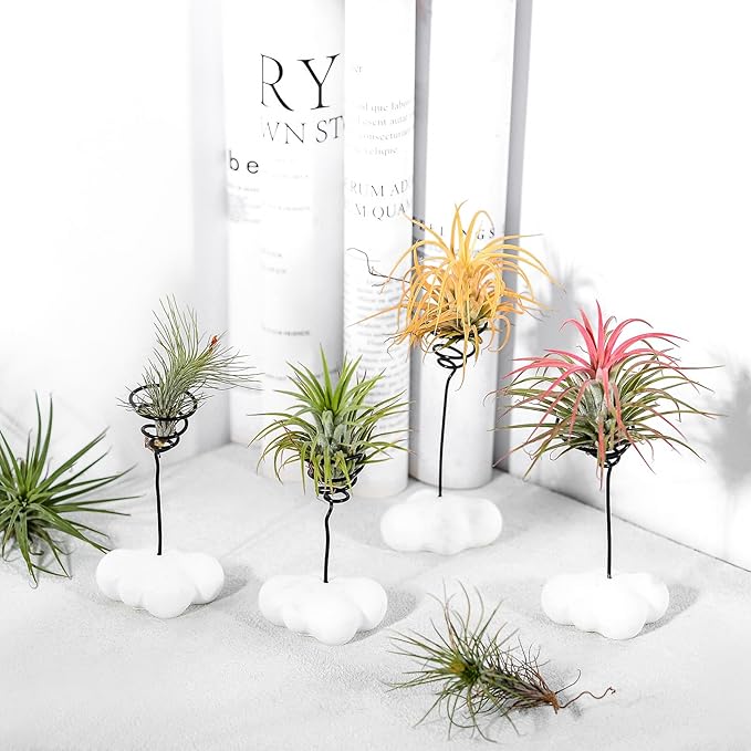 MITIME Air Plant Holder Set of 4,Home Office Desktop Decoration.Air Plant Stand.(Plants not Included) (Plants not Included) (Cloud Shape)