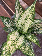 RedCrocus Chinese Evergreen Aglaonema- Indoor House Plant, Low Light, Air Purifying, Durable Foliage, Assorted Varieties for Home & Office Decor 6" Pot