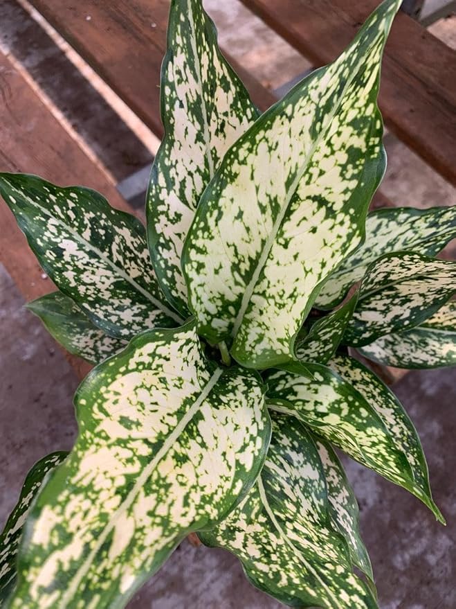 RedCrocus Chinese Evergreen Aglaonema- Indoor House Plant, Low Light, Air Purifying, Durable Foliage, Assorted Varieties for Home & Office Decor 6" Pot