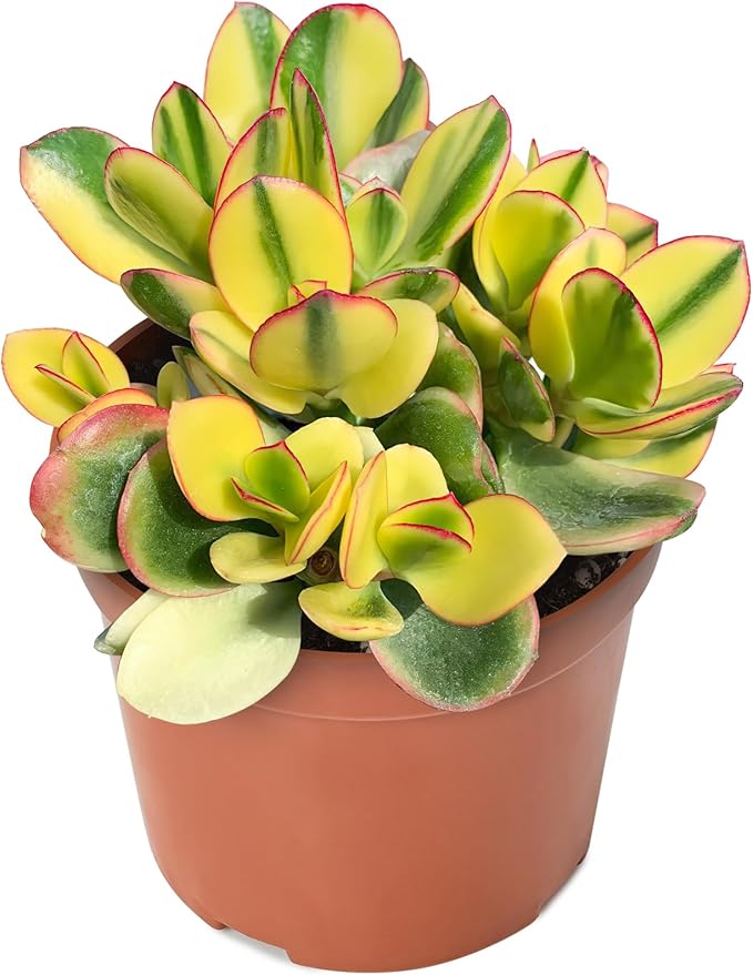 Sprout N Green Golden Jade - Crassula Ovata 'Hummel Sunset', Rare Cute Succulent Plant Fully Rooted in 4" Pot with Soil Mix, Easy to Care, Keep Away from Pets