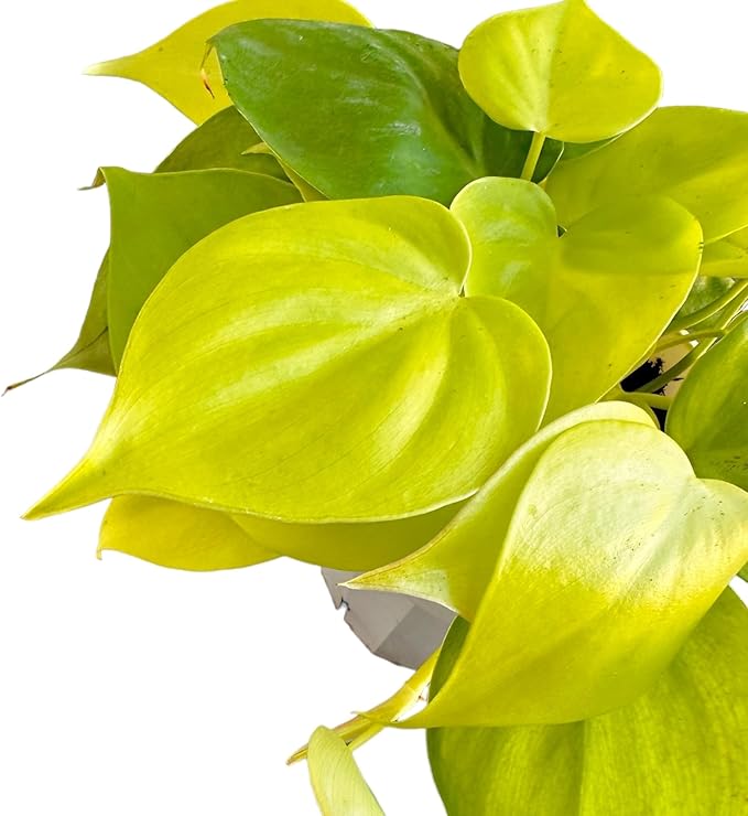 Hopewind Plnats Shop - Philodendron hederaceum Neon Cordatum, Rare Variety, Easy to Care Live Indoor Plant, 4 inch Pot