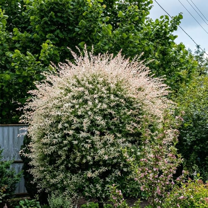 Tri Colored Dappled Willow Shrub Plant Live, 1 Quart Pot, Easy Care Salix Integra “Hakuro Nishiki”, Variegated Foliage for Hedges, Borders & Outdoor Landscaping
