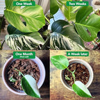 Noot Bio-Organic Plant Food Liquid Fertilizer - Makes 7 Gallons - Root Boosting Mycorrhizae - Fast Growth for Monstera, Aroid, Succulent, Orchid, Calathea, Philodendron - Use Every Watering (2 Vials)
