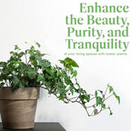 American Plant Exchange English Ivy – Live 6-Inch Potted Trailing Vine, Low-Maintenance Air-Purifying Houseplant for Hanging Baskets, Shelves & Indoor Home or Office Décor