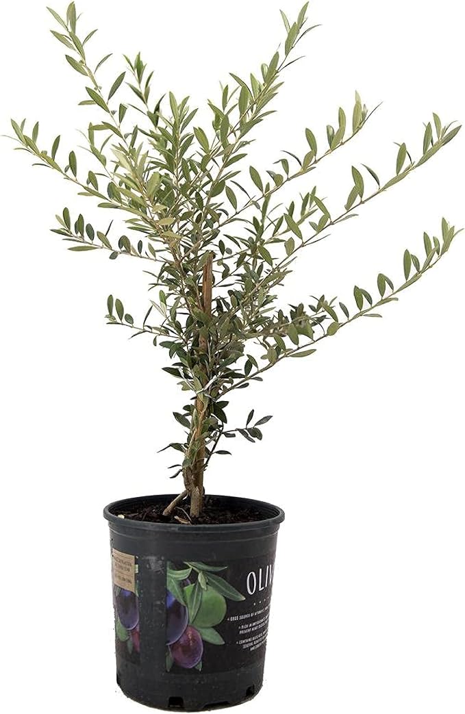 American Plant Exchange Arbequina Olive Tree – Live 6-Inch Pot, Fruit Bearing Tree, Cold Hardy Edible Variety for Containers, Patios, and Mediterranean-Inspired Gardens
