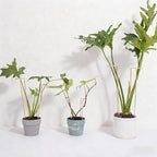 10-Pack Large Indoor Plant Stakes - 15.5-Inch Heavy Duty Metal Supports for Monstera and Outdoor Plants | Ideal for Supporting Tall Plants & Enhancing Garden Displays |