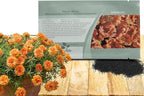 Outsidepride Tangerine Moss Rose Seeds - 250 Pcs Annual, Drought & Heat Tolerant, Pollinator Friendly Ground Cover Seeds for Planting w/Vibrant Blooms & Succulent Foliage, Ideal for Xeriscaping