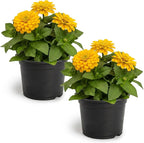 Live Zinnia 2-Pack – Yellow, Flowering Annual, Beautiful Spring and Summer Blooms, 10" Tall by 5" Wide in 1 Qt Pot