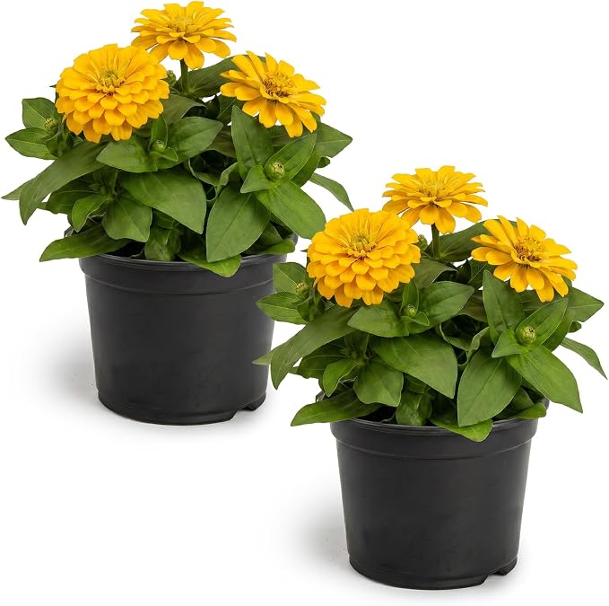 Live Zinnia 2-Pack – Yellow, Flowering Annual, Beautiful Spring and Summer Blooms, 10" Tall by 5" Wide in 1 Qt Pot