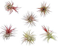 ragnaroc Air Plants - Tillandsia Ionantha Fuego, Regular 2-3" - 6ct - Live Arrival Gauranteed - House Plants for Home Decor & Gift