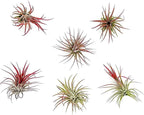 ragnaroc Air Plants - Tillandsia Ionantha Fuego, Regular 2-3" - 6ct - Live Arrival Gauranteed - House Plants for Home Decor & Gift