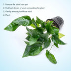 SubstrateSource Anubias Live Aquarium Plants - Potted Freshwater Plant for Fish Tanks, Terrariums - Beginner Friendly Low Light (Barteri Striped, Mother Plant)