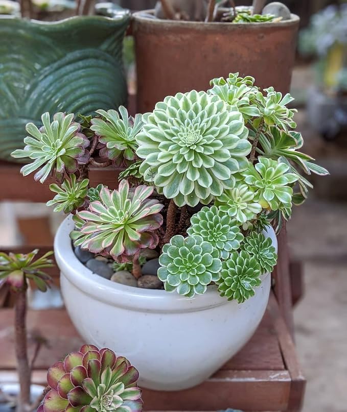 Easy Care Aeonium Plant Live 4” Pot, Rare Succulents Plants Live, Well Rooted, Easy Care House Plants (Green with White)