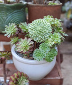Easy Care Aeonium Plant Live 4” Pot, Rare Succulents Plants Live, Well Rooted, Easy Care House Plants (Green with White)