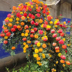 Climbing Rose Seeds for Planting, 300+pcs Rare Rosa Rose Flower Seeds Plants, Non-GMO Heirloom Attracts Pollinators Blooms Beauty Flowers for Home Garden Outdoors