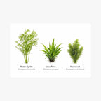 Live Aquarium Plants Bundle - Assorted Freshwater Plants - Low | Medium | High Light