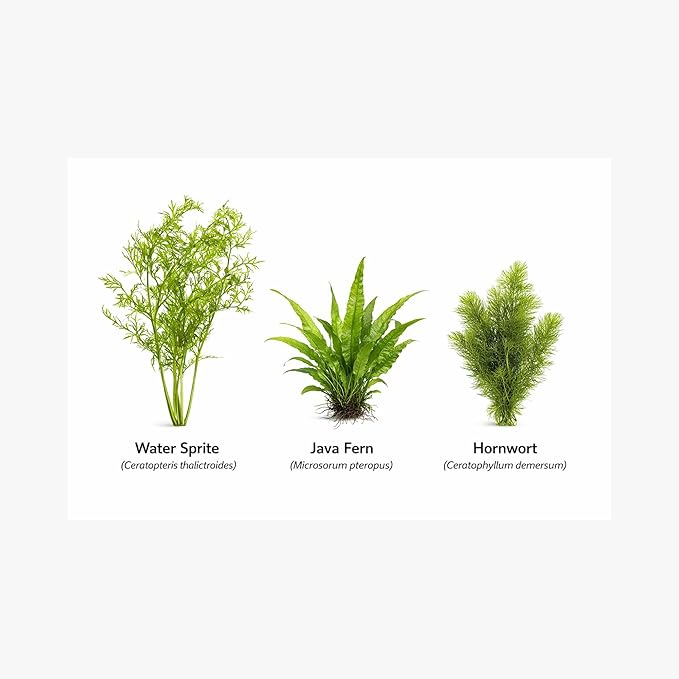 Live Aquarium Plants Bundle - Assorted Freshwater Plants - Low | Medium | High Light