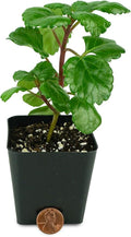 Josh's Frogs Plectranthus Australis - Swedish Ivy (Green)