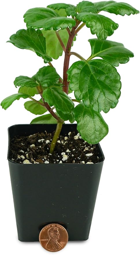 Josh's Frogs Plectranthus Australis - Swedish Ivy (Green)