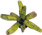 ragnaroc Live Plants – Bromeliad Neoregelia Dragon, 8-12" in 6" Pot - 1ct - Live Arrival Guaranteed - House Plants for Home Decor & Gift