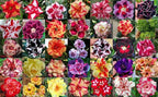 20 Adenium obesum Seeds – Mixed Color Desert Rose, Exotic Succulent Flowering Bonsai Plant, Tropical Rose, Non-GMO Heirloom Seeds for Planting