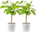 Costa Farms Ficus Audrey Tree Live Plants in Decorative Pot, Large Indoor Houseplant, Perfect for Home, Room, or Office Decor, Great House Warming or Birthday Gift, 3-4 Feet Tall, Pack of 2