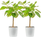 Costa Farms Ficus Audrey Tree Live Plants in Decorative Pot, Large Indoor Houseplant, Perfect for Home, Room, or Office Decor, Great House Warming or Birthday Gift, 3-4 Feet Tall, Pack of 2