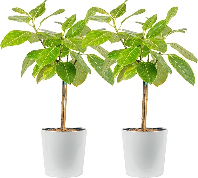 Costa Farms Ficus Audrey Tree Live Plants in Decorative Pot, Large Indoor Houseplant, Perfect for Home, Room, or Office Decor, Great House Warming or Birthday Gift, 3-4 Feet Tall, Pack of 2