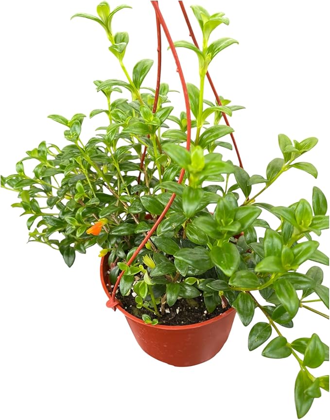 Goldfish Plant – Live Nematanthus Gregarius in 6-Inch Pot – Easy Care Indoor Hanging Houseplant with Bright Orange Blooms – Pet Safe & Low Maintenance