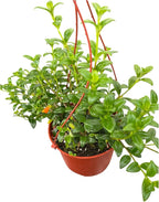 Goldfish Plant – Live Nematanthus Gregarius in 6-Inch Pot – Easy Care Indoor Hanging Houseplant with Bright Orange Blooms – Pet Safe & Low Maintenance