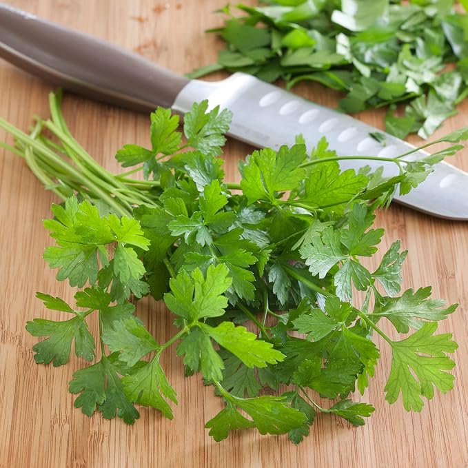 Bonnie Plants Flat Italian Parsley Live Herb Plants - 4 Pack, Biennial, Non-GMO, Garnish, Seasoning, Salads, Palate Cleanser