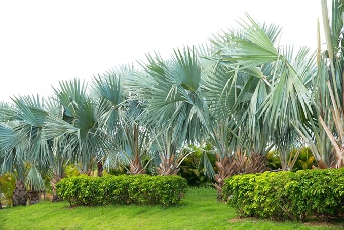 Mexican Fan Palm Tree Seeds, Washingtonia Robusta - 20 Seeds for Planting