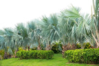 Mexican Fan Palm Tree Seeds, Washingtonia Robusta - 20 Seeds for Planting