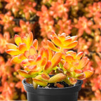 Sprout N Green Sedum adolphii 'Shooting Stars', Mini Live Succulent Fully Rooted in 2" Pot, House Plant for Indoor Outdoor Home Office Wedding Decoration Party Favor, Pets Friendly
