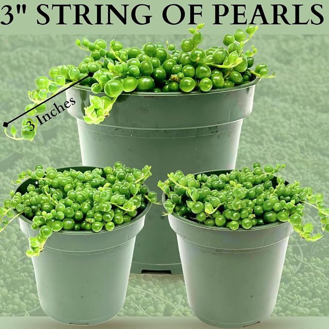 3" String of Pearls Plant Live, Succulent Plants Live in Hanging Basket, Rare Houseplant for Home Office Wedding & Gift Decor (Heat Pack Included)