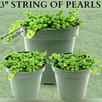 3" String of Pearls Plant Live, Succulent Plants Live in Hanging Basket, Rare Houseplant for Home Office Wedding & Gift Decor (Heat Pack Included)