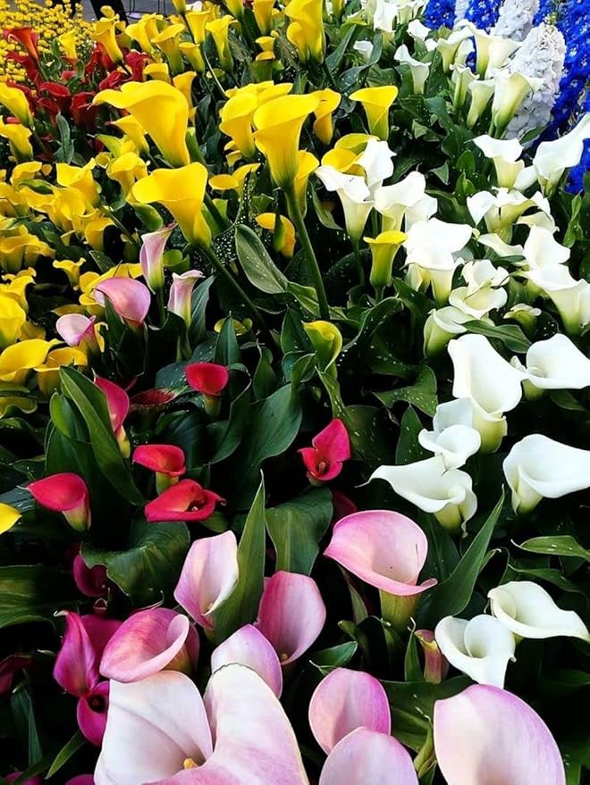 100 Seeds Rare Calla Lily Seeds Flower Seeds Perennial Flowers