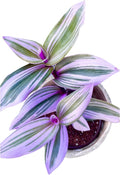 PLANTVERS Rare Tradescantia Nanouk Lilac Plant | Rare Tradescantia Pot | Rare Pink Wandering Jew | Easy Care Hardy Indoor Houseplant in a Nursery Pot