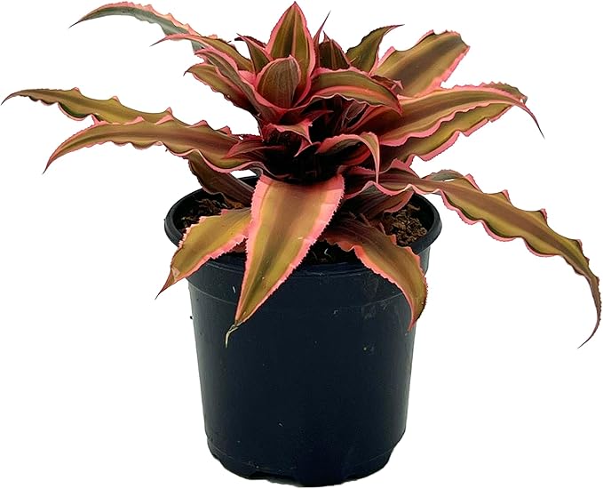 ragnaroc Live Plants – Cryptanthus ‘Pink Star‘, Jumbo 4-8" in 4" Pot - 1ct - Live Arrival Guaranteed - House Plants for Home Decor & Gift