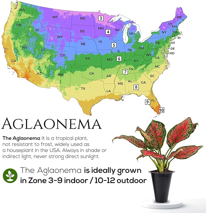 Aglaonema Plant Collection (4 Pack) Live Starter Plants, Rare Chinese Evergreen Houseplants, Indoor Tropical Plants Live, Easy Care Low Light Houseplants, Colorful Foliage Plants, Grower’s Choice