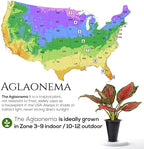 Aglaonema Plant Collection (4 Pack) Live Starter Plants, Rare Chinese Evergreen Houseplants, Indoor Tropical Plants Live, Easy Care Low Light Houseplants, Colorful Foliage Plants, Grower’s Choice