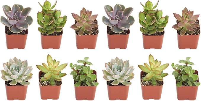 Shop Succulents | Unique Collection of Live Succulent Plants, Hand Selected Variety Pack of Mini Succulents | Collection of 12 (Pack of 2)