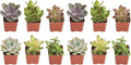 Shop Succulents | Unique Collection of Live Succulent Plants, Hand Selected Variety Pack of Mini Succulents | Collection of 12 (Pack of 2)