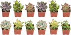 Shop Succulents | Unique Collection of Live Succulent Plants, Hand Selected Variety Pack of Mini Succulents | Collection of 12 (Pack of 2)
