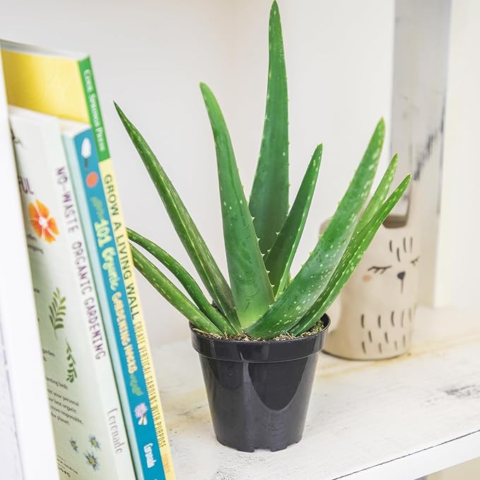 Aloe Vera Plant Live Succulent Plants (3 Pack), Live Aloe Vera Plant Succulents, Live Aloe Plant in Aloe Plant Pot, Aloe Plants Live Indoor Plants, Succulents Live House Plants by Plants for Pets